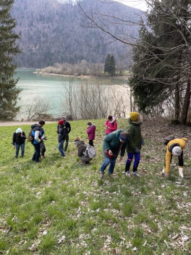 Read more about the article Frühlingskräuterwanderung am Hintersee