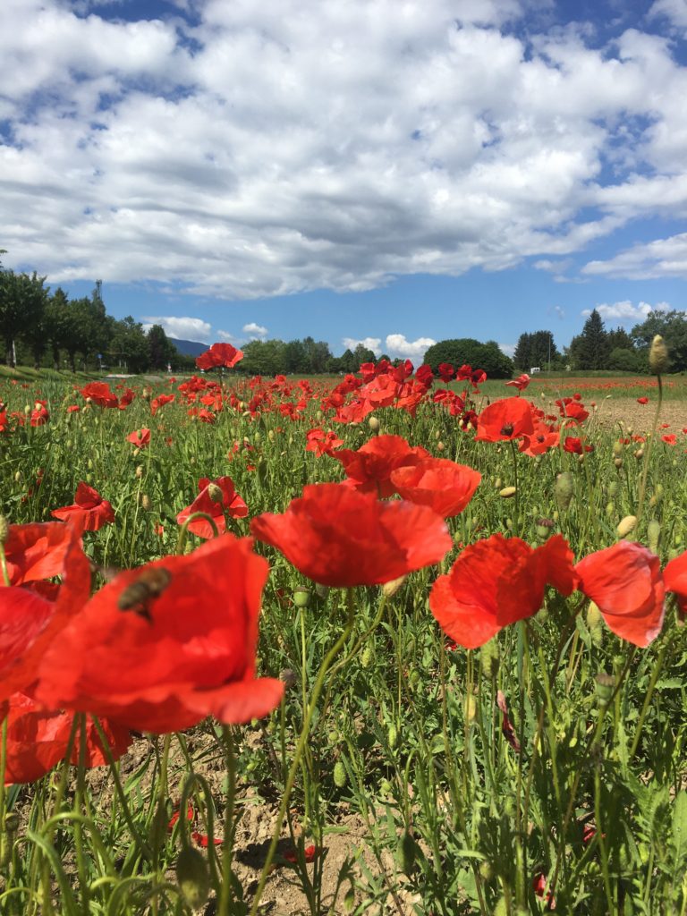 Der Menstruationszyklus